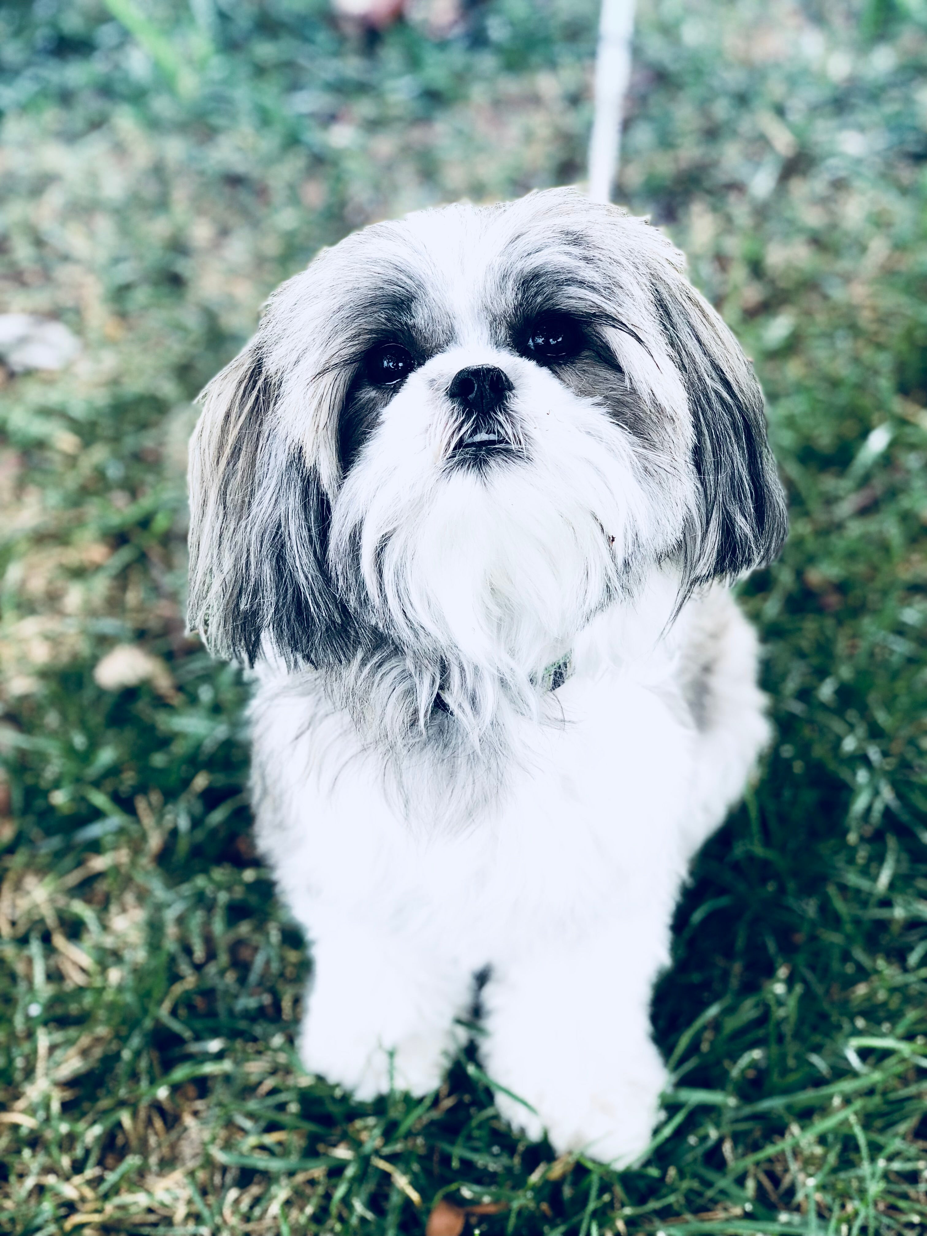ThePetPix.com