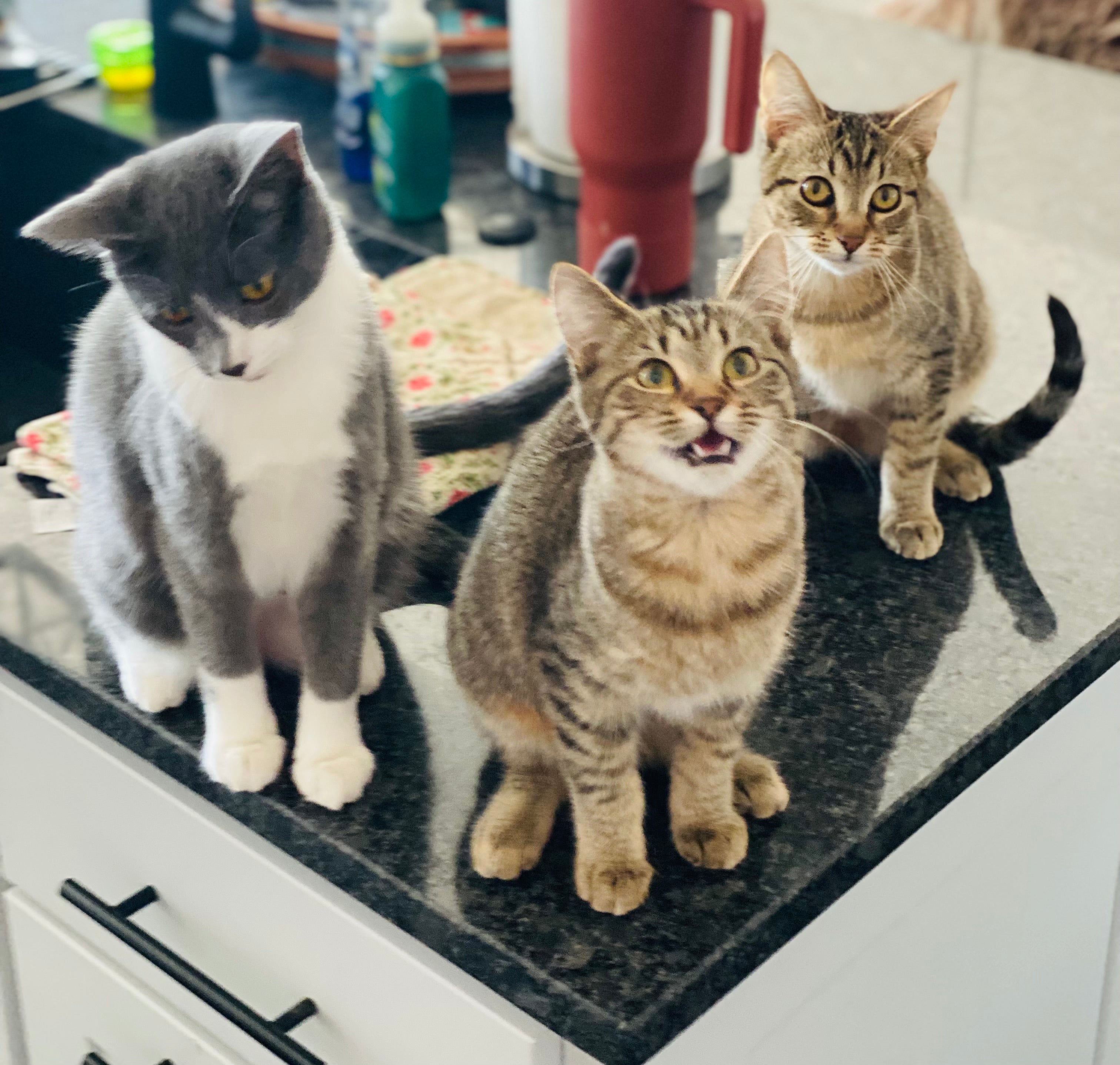 ThePetPix.com