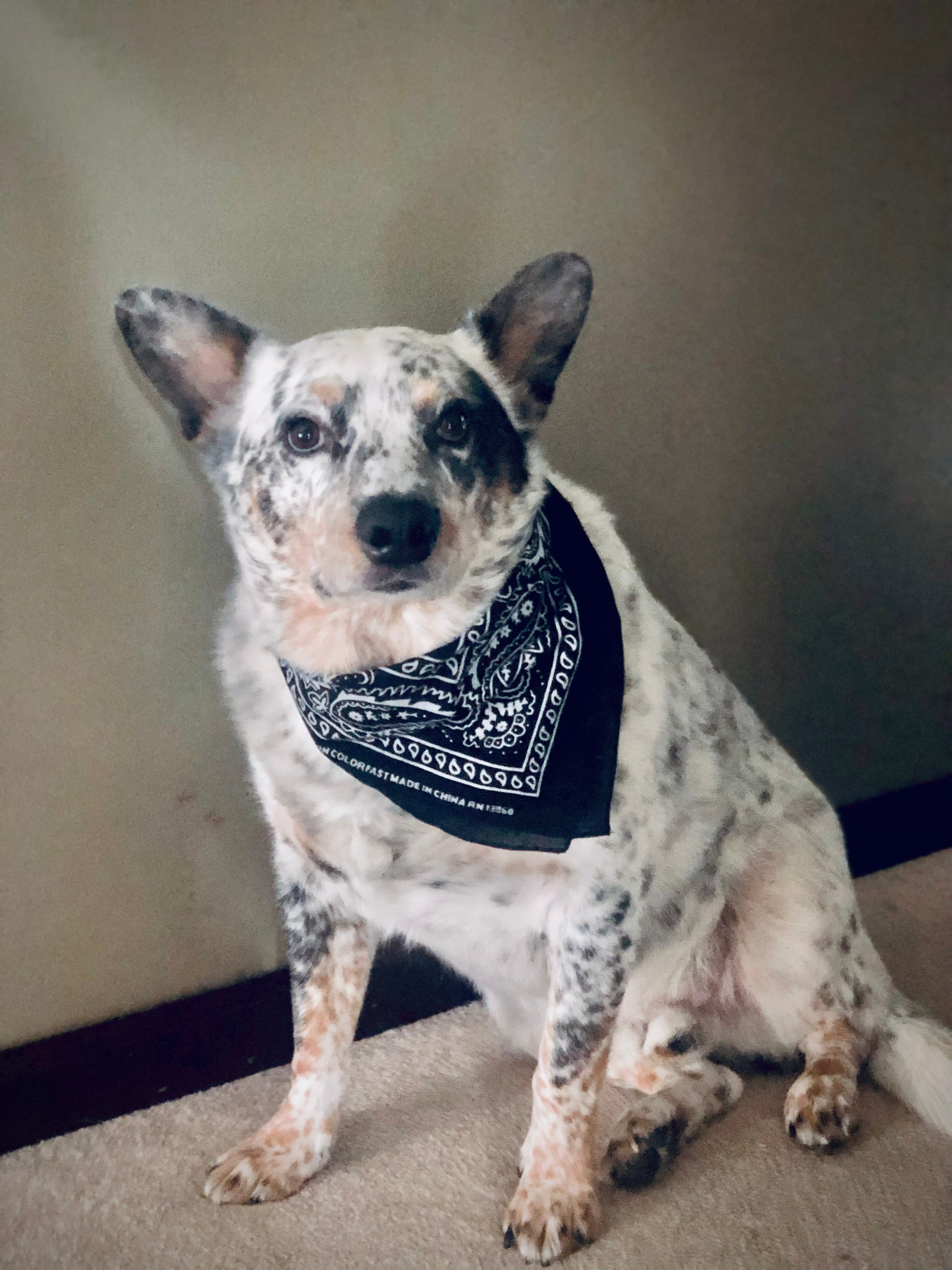 ThePetPix.com